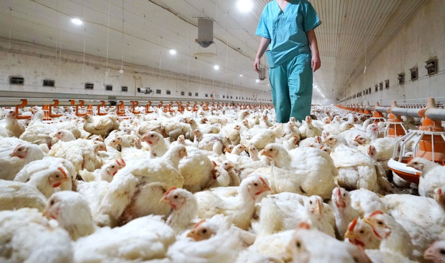 Influenza aviaria,  “evitare allarmismi, ma occorre mantenere la cautela su possibili mutamenti”