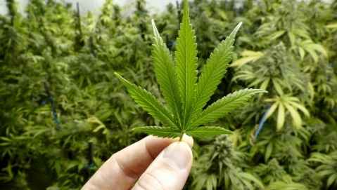 Tilray riceve la prima autorizzazione per il commercio di prodotti a base di cannabis terapeutica