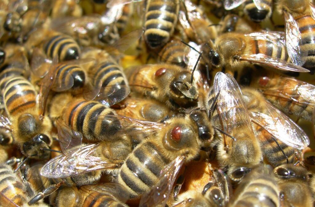 Giornata mondiale delle api: arnie tipiche in dono al Trentino dall’Ambasciata slovena