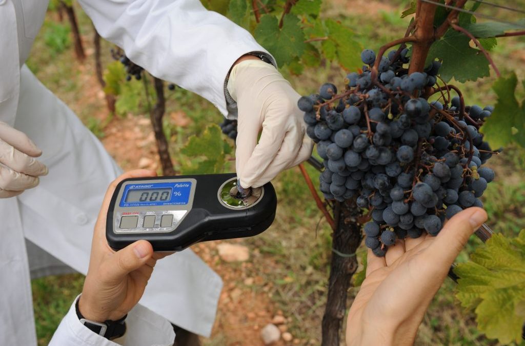 Giornata tecnica della vite e del vino, in anteprima Pianta 9, il vitigno resistente alla botrite