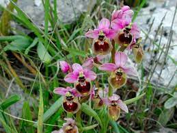 Scoperta un’orchidea selvatica a 3.150 metri: è la conferma del riscaldamento climatico