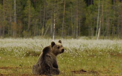 Monitoraggio genetico dell’orso in Trentino, premiata tesista della Fondazione Edmund Mach