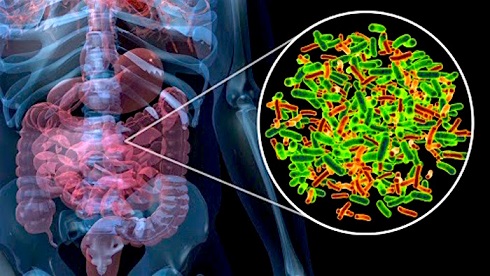 Trapianto di microbiota, decifrate le modalità di successo in diverse patologie