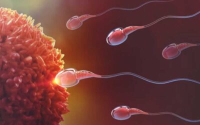 PFAS, scoperto un possibile trattamento per rimuoverli dalle membrane degli spermatozoi