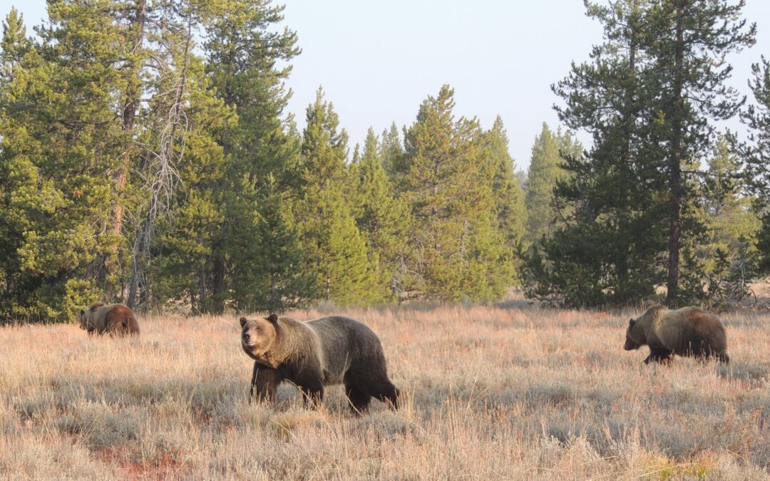 Clima: studio, orso bruno si adatta ai cambiamenti modificando la dieta in base alla disponibilità di cibo
