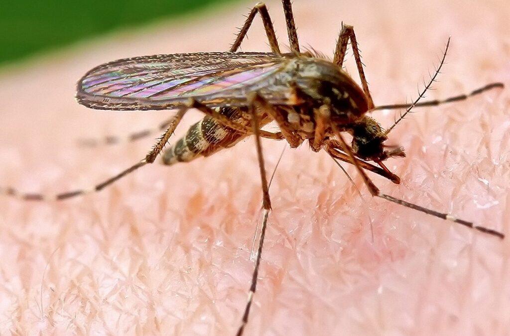 Punture di insetti, come prevenire lo shock anafilattico nei soggetti allergici
